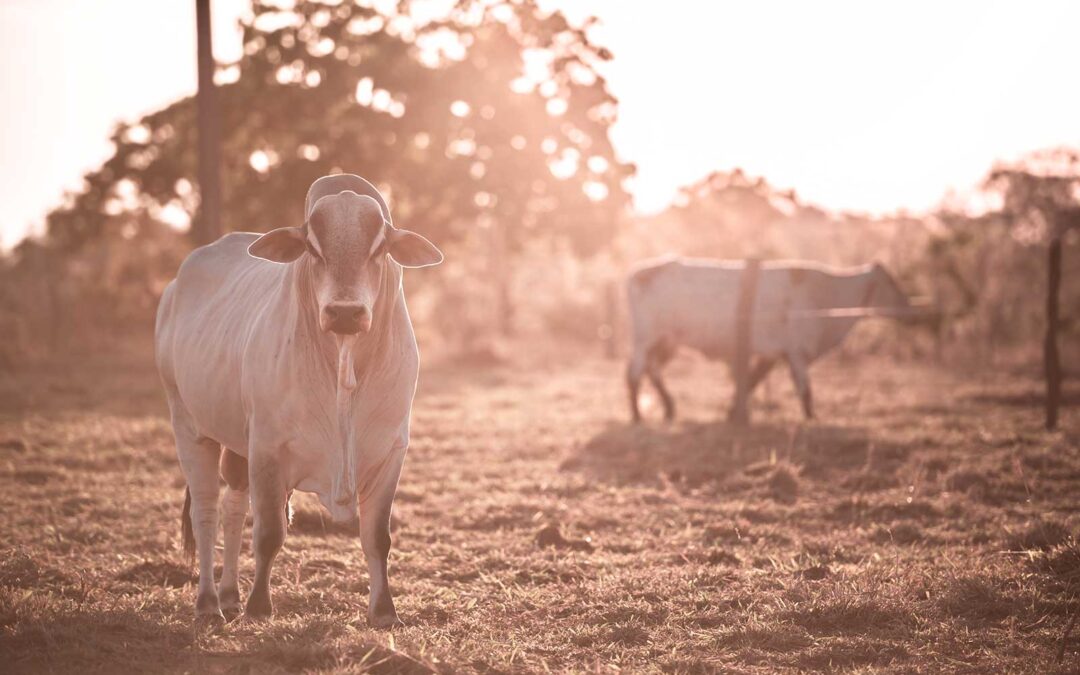 Boi Gordo: quais são as perspectivas de mercado para 2021?